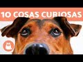 10 cosas curiosas que hacen los perros - PERROS GRACIOSOS