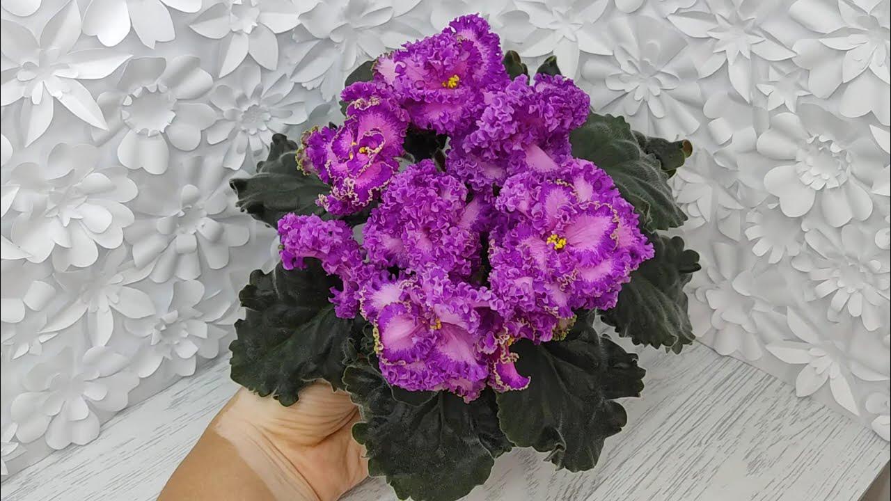 Фиалка ПТ-Принцесса Жасмин люкс - YouTube