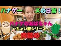 【ハナゲーズ】ハナゲのおばちゃんドヤ飯シリーズ~ピーマンとレンコンの肉詰め~