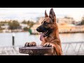 German Shepherd at the park | DAY IN THE LIFE OF A GERMAN SHEPHERD