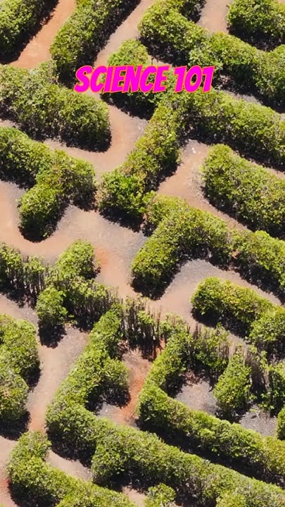 Slime molds can solve mazes - YouTube