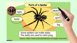 Details English Year 5 (Learning Disabilities) : A Bug's Life Guide