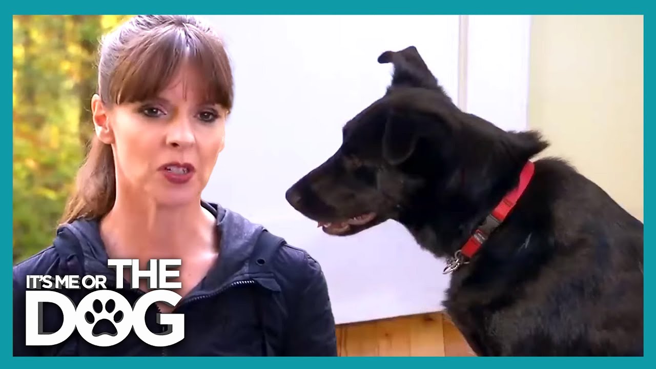 This Dog Refuses To Eat Unless Hand-Fed! | It's Me Or The Dog