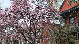 🌸✨🌧️ Magnolia Magic & Heart Energy: A Rainy Day Mini Meditation in Toronto