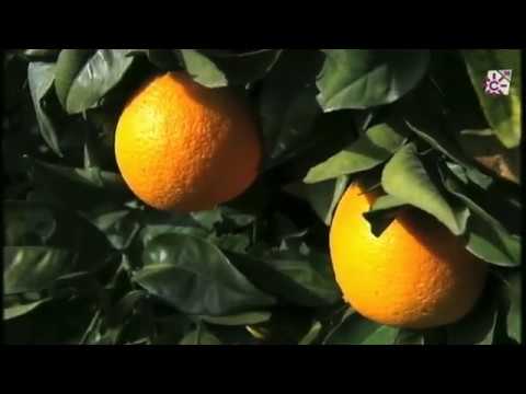 Video: Naranjos Navel: cómo cultivar naranjas Navel