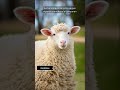 Las ovejas pueden reconocer rostros humanos y recordarlos durante años #animalesincreibles