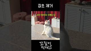 잡초 제거