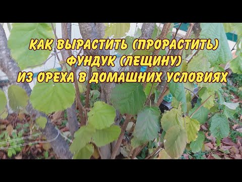 Выращивание фундука в домашних условиях из ореха