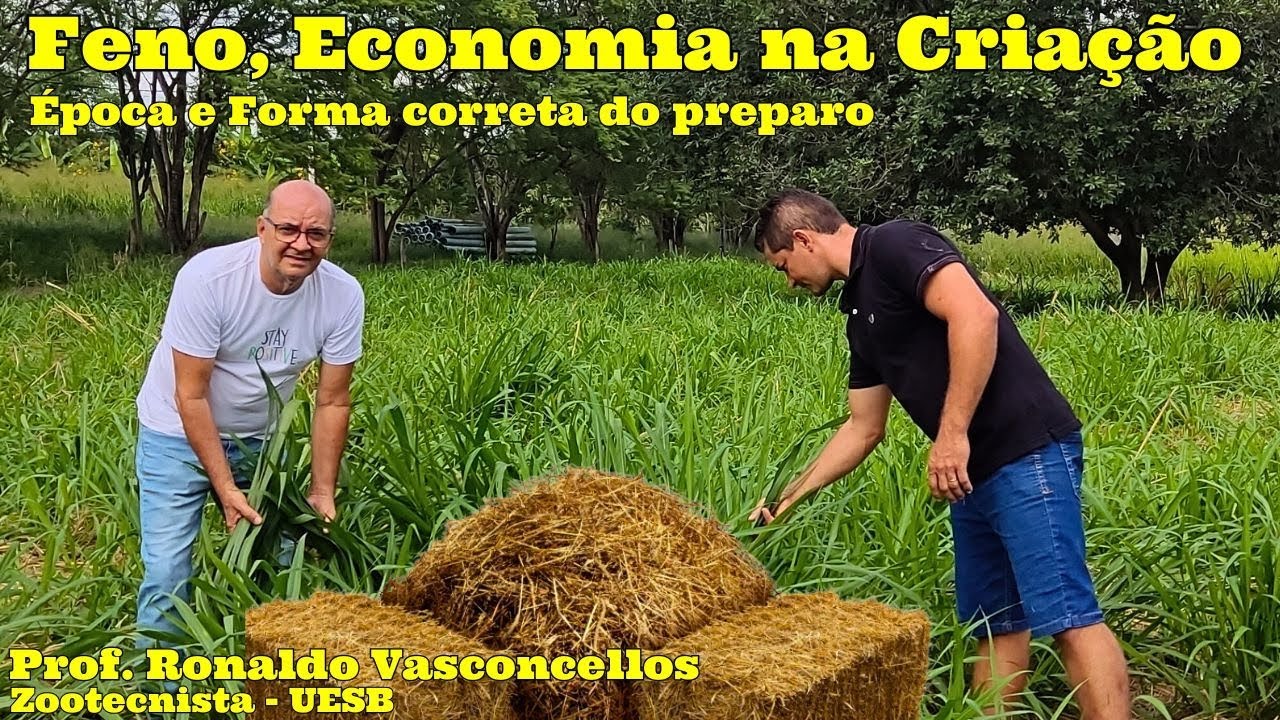 Como preparar o Feno na a época Correta? Criação de Coelhos