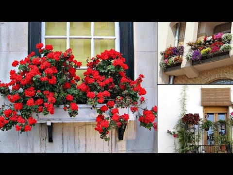 Wideo: Najlepsze kwiaty do doniczek zewnętrznych