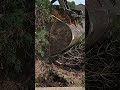 How to Trim a Tree!