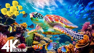 [NEW] 3HR Stunning 4K Underwater footage Rare & Colorful Sea Life Video  Relaxing Sleep Music #29