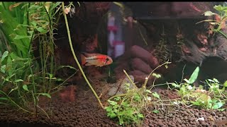 Apistogramma Macmasteri. This fish is amazing.