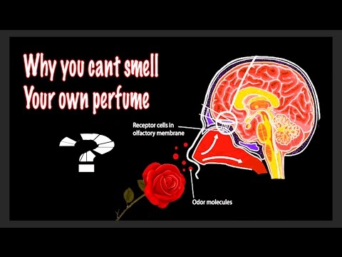 Why you cant smell your own perfume, olfactory adaptation