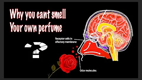 Why you cant smell your own perfume, olfactory adaptation