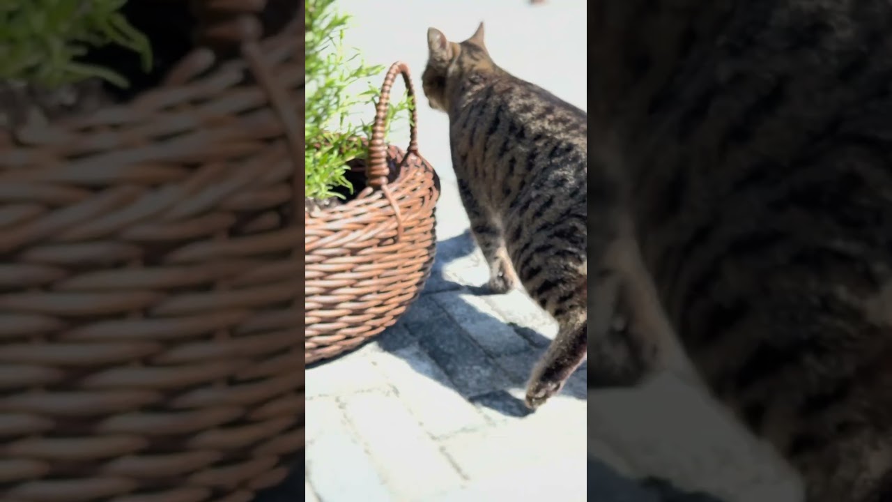 Завершенный объект тротуарная плитка ProPress Паркетик Антрацит, 40 мм