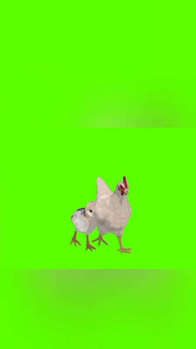 Green screen ayam gratis