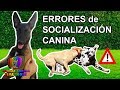 ERRORES de SOCIALIZACIÓN en PERROS | Causa de PERROS AGRESIVOS o con MIEDOS | Adiestramiento Canino