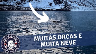 Noruega: Como é o passeio pra ver orcas 🐋🇳🇴