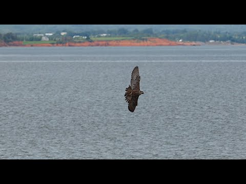 Sandpiper Avoids Peregrine