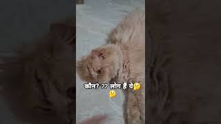 #cat #comedy #funny #pets #petlover #cute #sweetpet #pawsn #cuteanimal #cutepet