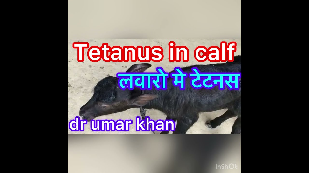 Tetanus in calf l लवारो में टेटनस l dr umar khan