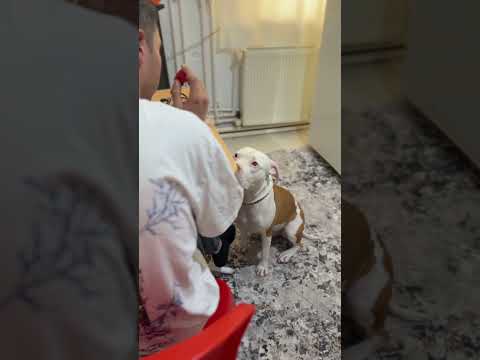 Köpeğinize verdiğiniz sözleri tutun 😂 #dog #pitbull #keşfet #funny #funnyvideo