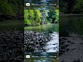 Relaxing Forest Stream Sounds 🌊 Beautiful Nature ASMR Shorts #asmr #shorts #naturesounds