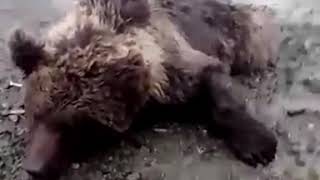 Сбили медведя на трассе Екатеринбург