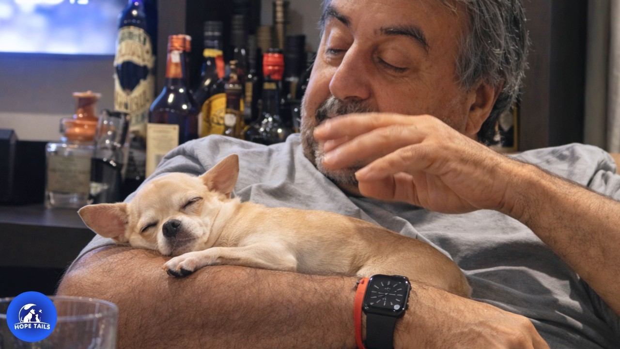 A Family Left Their Chihuahua For One Week — She Never Left After That