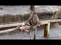 高尾山さる園のケチャップくんとムツキくん