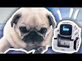 COZMO THE ROBOT MEETS THE PUGS!!!