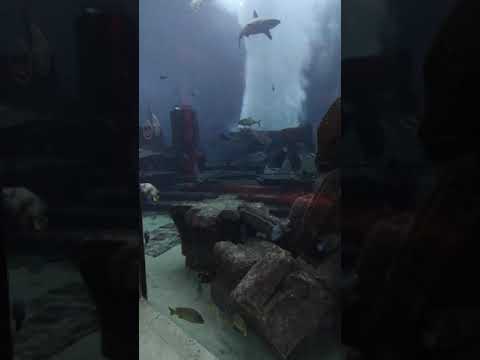 My Visit to "The Lost Chambers Aquarium" Dubai