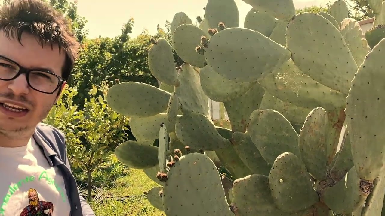 Coltivare fichi d'india - Scozzolatura del fico d'India  - Fico d'india