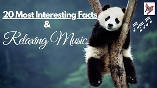 20 Most Interesting Facts & Soft Relaxing Music 🎧 for Deep Sleep, Study, Meditation ♪🎶 screenshot 1