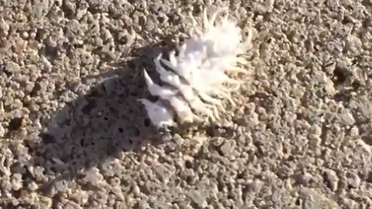 A White Mealybug Destroyer Larvae I Think You A White Mealybug Destroyer Larvae I Think