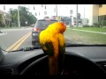 Sammy the Sun Conure Dancing and Driving