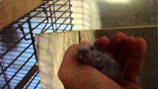 DSCF6251.AVI