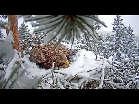 Орланы-белохвосты героически высиживают птенцов.