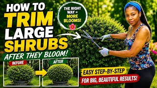 How to Trim Large Shrubs After They Bloom | Don't Make These Mistakes!
