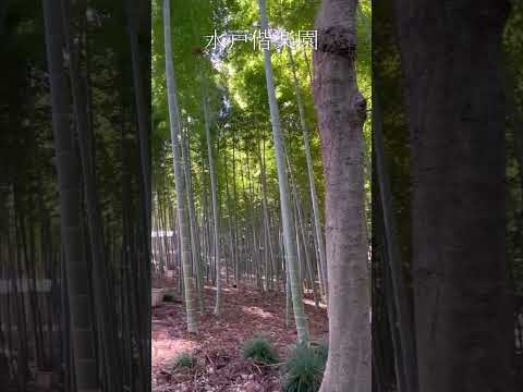 水戸偕楽園日本三名園の一つ偕楽園に行ってきました6