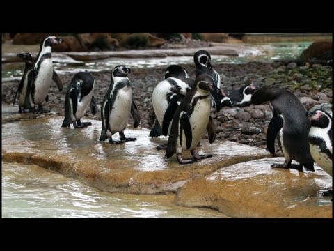 Humboldt Penguins - Peruvian (Spheniscus humboldti)