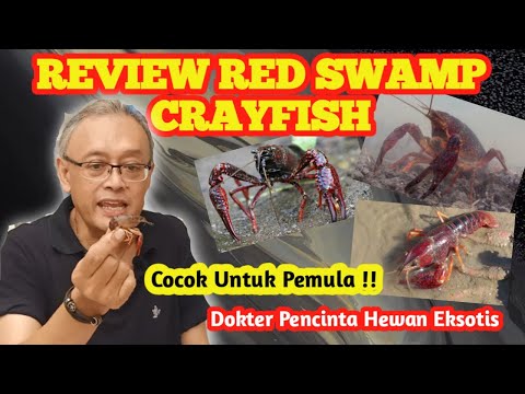 Video: Bolehkah anda menyimpan crawdad sebagai haiwan peliharaan?