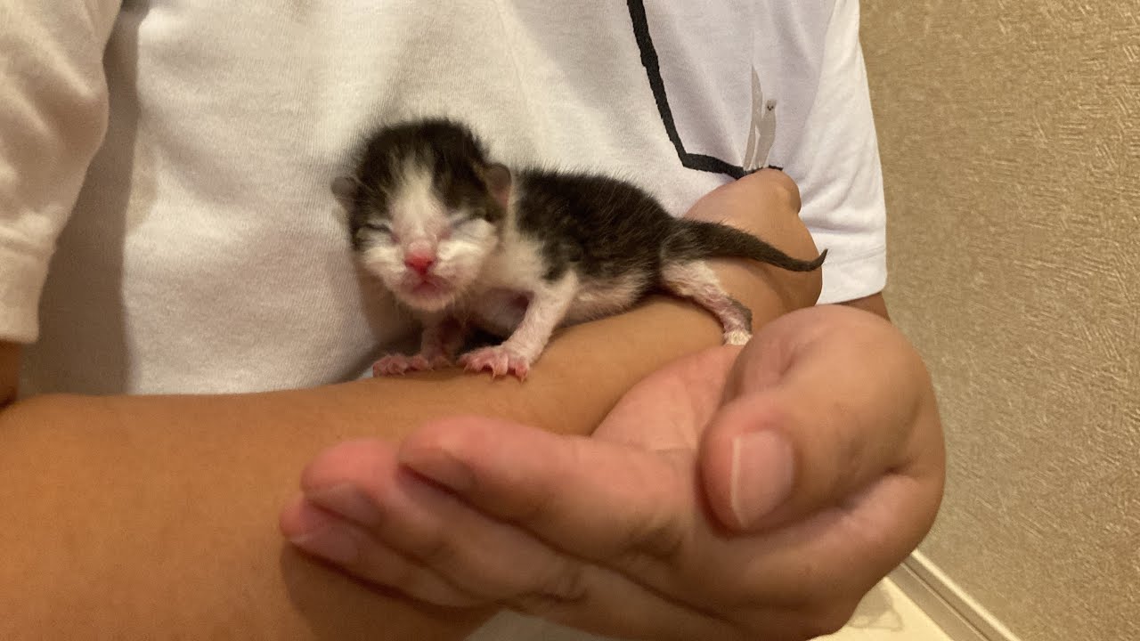 猫ちゃん　割れあり　節抜けあり　現品処分 Something unbelievable happened just after I took off my