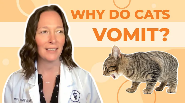 Why Do Cats Vomit? A Vet Explains How to Help - DayDayNews