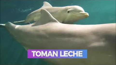 ¿Los delfines beben leche materna?