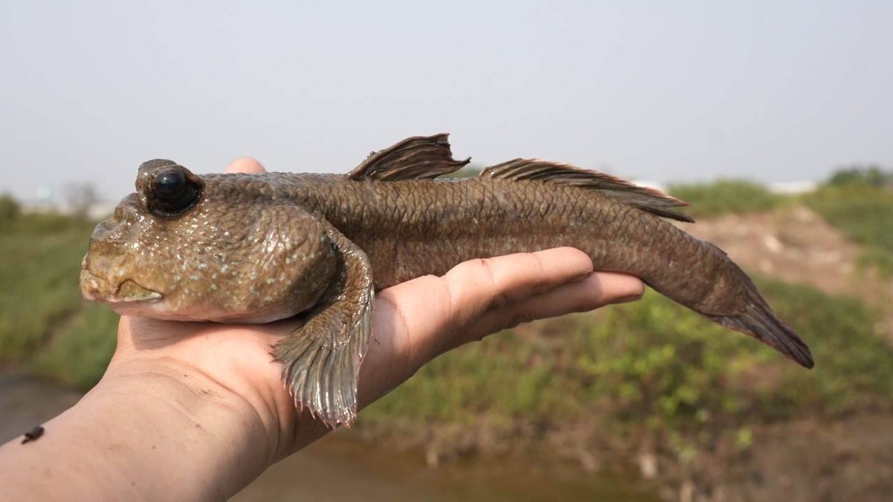 世界最大のトビハゼを捕まえる【タイ熱帯魚遠征】