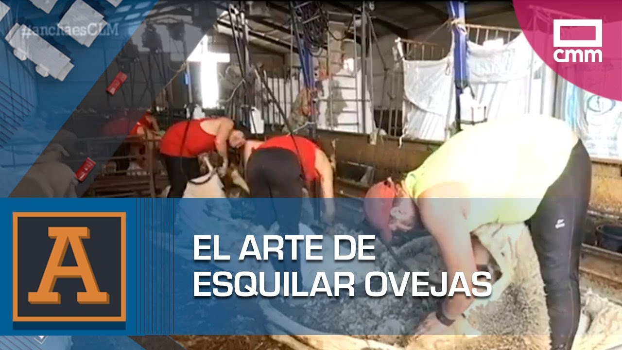 El arte de esquilar ovejas en tan solo 40 segundos | Ancha es CLM