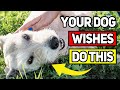 9 Daily Habits Your Dog Wishes You’d Start Doing