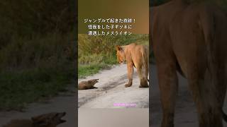 ジャングルで起きた奇跡！怪我をした子ギツネに遭遇したメスライオン  #感動 #動物 #ライオン #子ギツネ